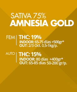 Auto Amnesia Gold Pyramid Seeds x3 semilla autofloreciente feminizada