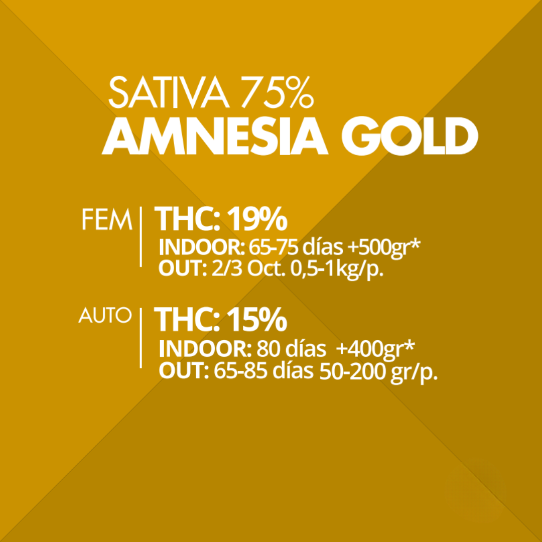 Auto Amnesia Gold Pyramid Seeds x3 semilla autofloreciente feminizada