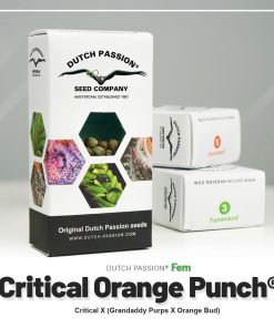 Critical Orange Punch Dutch Passion semillas feminizadas
