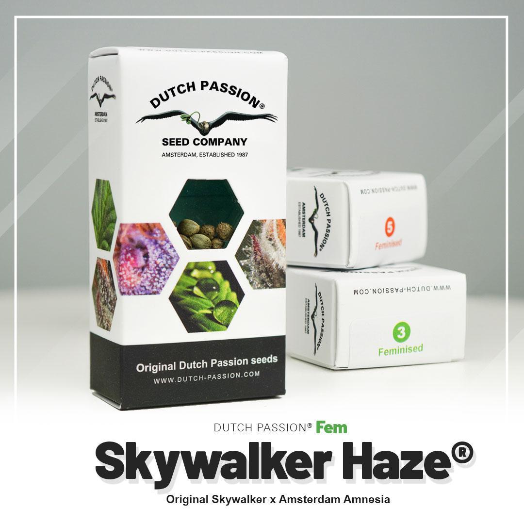 Skywalker Haze Dutch Passion semillas feminizadas sativa
