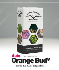 Auto Orange Bud Dutch Passion semillas autoflorecientes feminizadas