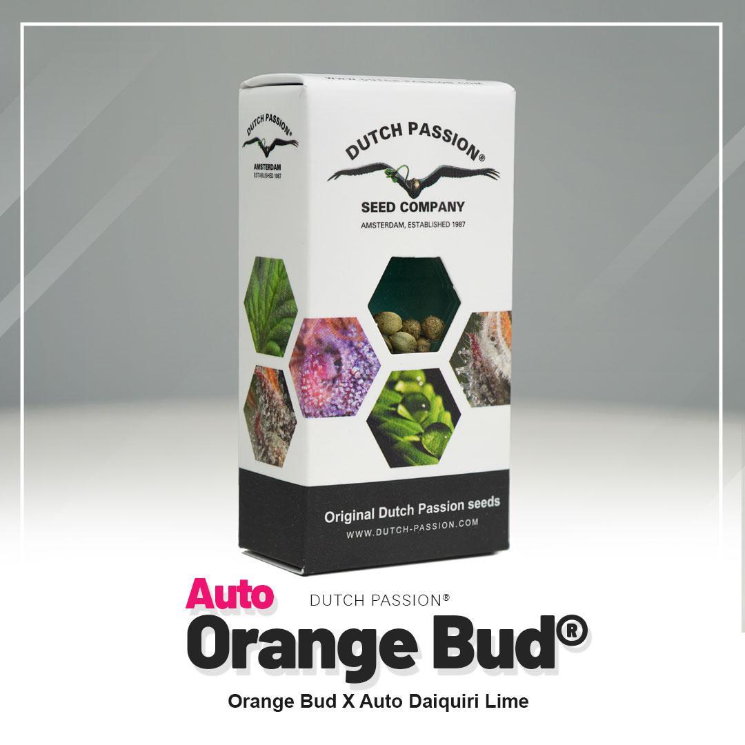 Auto Orange Bud Dutch Passion semillas autoflorecientes feminizadas