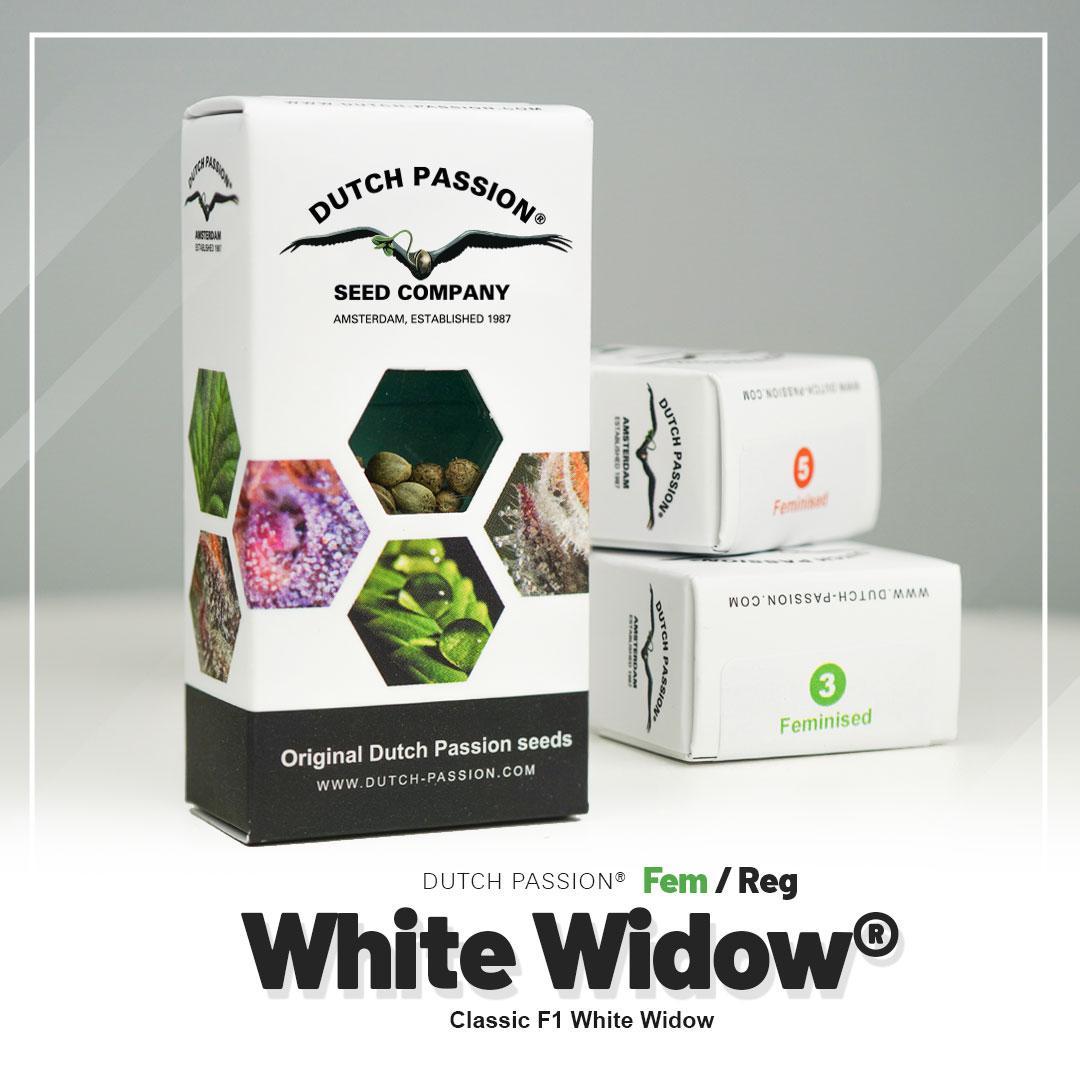 White Widow Dutch Passion semillas feminizadas indica
