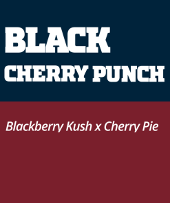 Black Cherry Punch Pyramid Seeds x3 semillas feminizadas