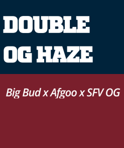Double OG Haze Pyramid Seeds x3 semillas feminizadas