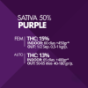 Purple Pyramid Seeds x3 semillas feminizadas
