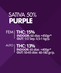 Purple Pyramid Seeds x3 semillas feminizadas