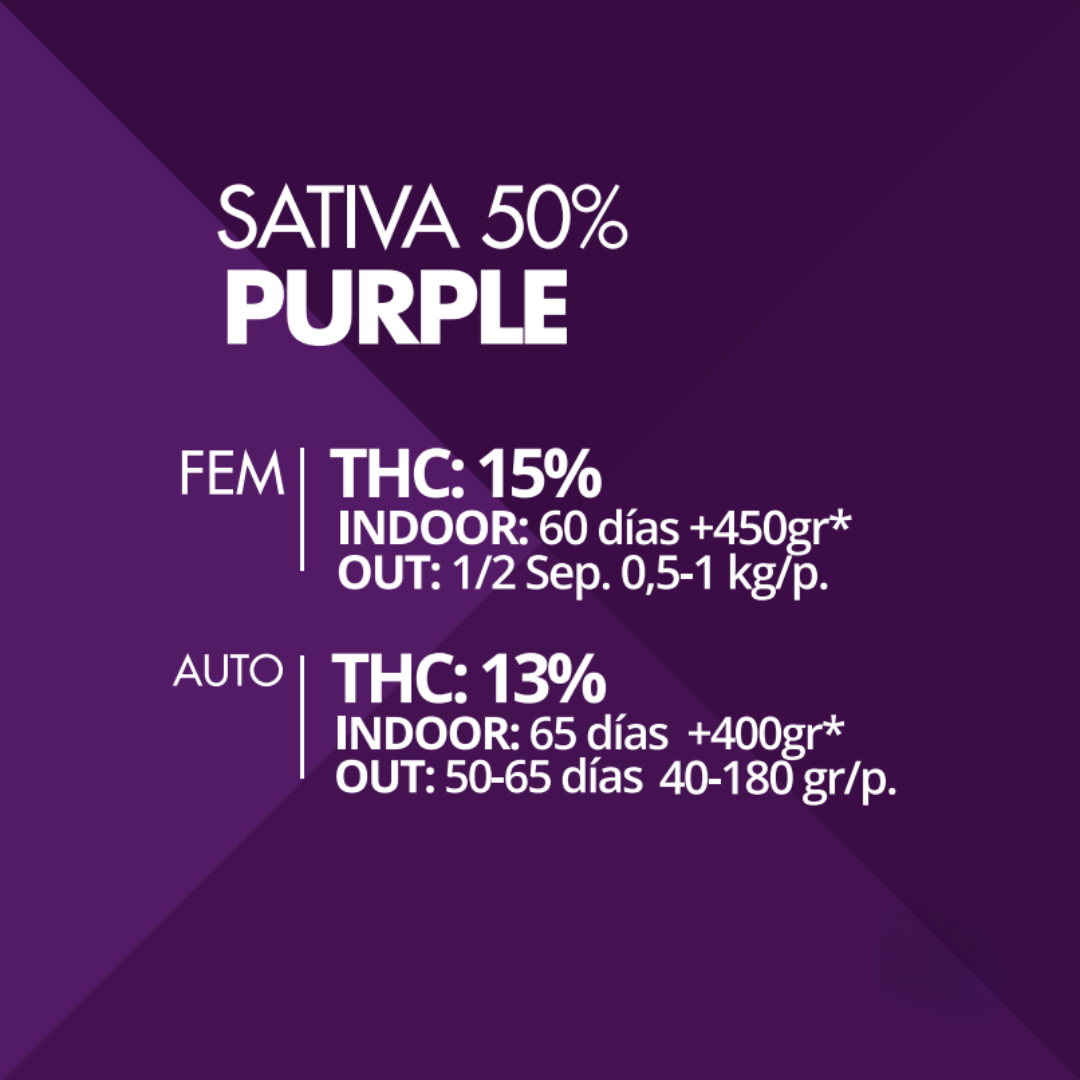 Purple Pyramid Seeds x3 semillas feminizadas
