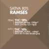 Ramses Pyramid Seeds x3 semillas feminizadas