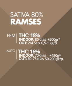 Ramses Pyramid Seeds x3 semillas feminizadas