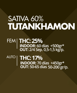 Tutankhamon Pyramid Seeds x3 semillas feminizadas