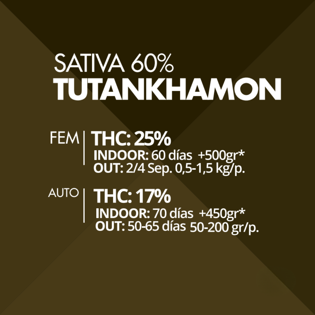 Tutankhamon Pyramid Seeds x3 semillas feminizadas