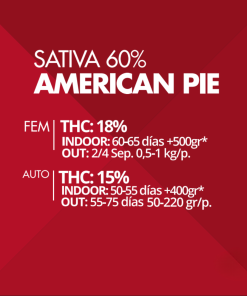Auto American Pie Pyramid Seeds x3 semilla autofloreciente feminizada
