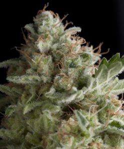 Alternative view of American Pie Fem