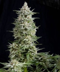 Alternative view of Amnesia Gold Fem