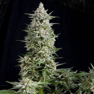 Amnesia Gold Fem - Imagen 2