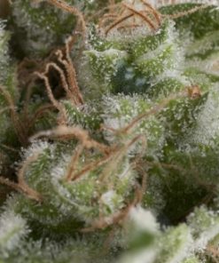 Alternative view of American Pie Fem Auto