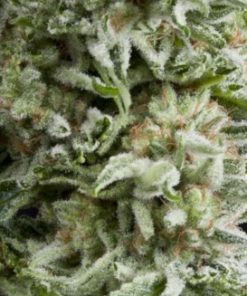 Alternative view of Amnesia Gold Fem Auto