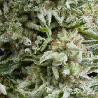 Amnesia Gold Fem Auto - Imagen 2