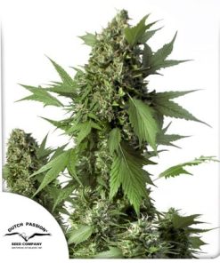 Alternative view of Duck Fem Auto