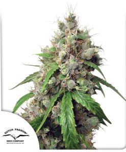 Alternative view of Euforia Fem Auto