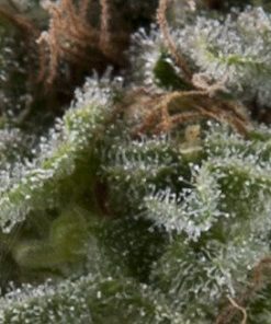 Alternative view of Lennon Fem Auto