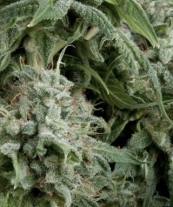 Alternative view of Northern Lights Fem Auto