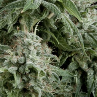Northern Lights Fem Auto - Imagen 2