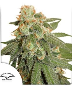 Alternative view of Orange Bud Fem Auto