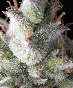 Alternative view of Ramses Fem Auto