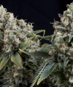 Alternative view of Tutankhamon Fem Auto