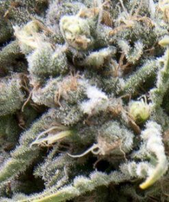 Alternative view of White Widow Fem Auto