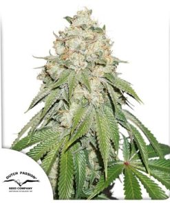 Alternative view of Banana Blaze Fem