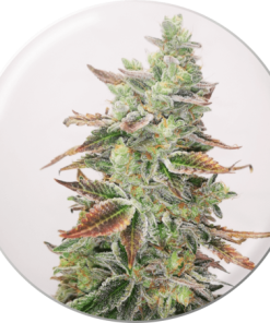 Alternative view of Banana Purp Fem