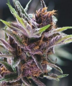 Alternative view of American Strain Black Cherry Punch Fem