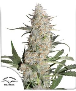 Alternative view of Critical Orange Punch Fem