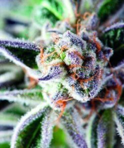 Alternative view of American Strain Do-Si-Dos Fem