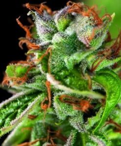 Alternative view of American Strain Double Og Haze Fem