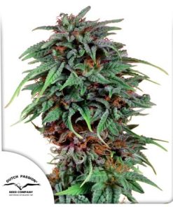 Alternative view of Durban Poison Fem