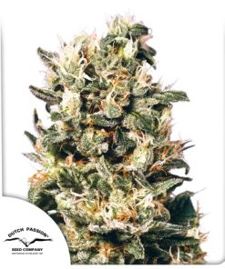 Alternative view of Euforia Fem