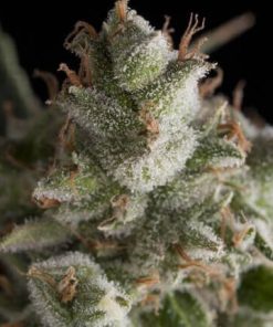 Alternative view of Fresh Candy Fem