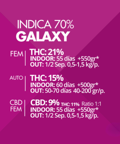 Galaxy Pyramid Seeds x3 semillas feminizadas