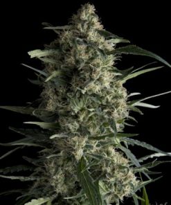 Alternative view of Galaxy Fem