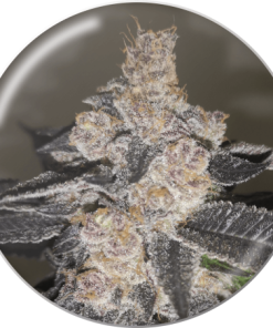 Alternative view of Gelato 242 Fem