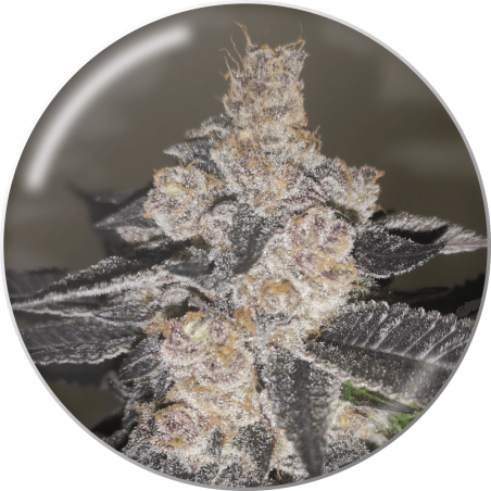 Gelato 242 Fem - Imagen 2