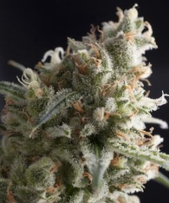 Alternative view of Lennon Fem