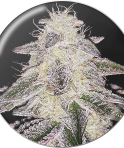 Alternative view of Medical Runntz Fem