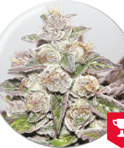 Alternative view of Mendocino Channel Kush Fem