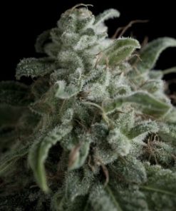 Alternative view of Nefertiti Fem