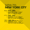 Auto New York City Pyramid Seeds x3 semilla autofloreciente feminizada